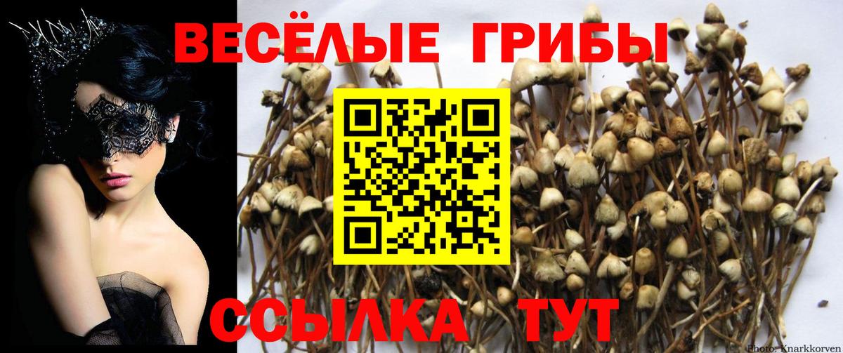 Пыть-Ях  даркнет сайт  Вход с VPN  Галлюциногенные грибы GOLDEN TEACHER 
